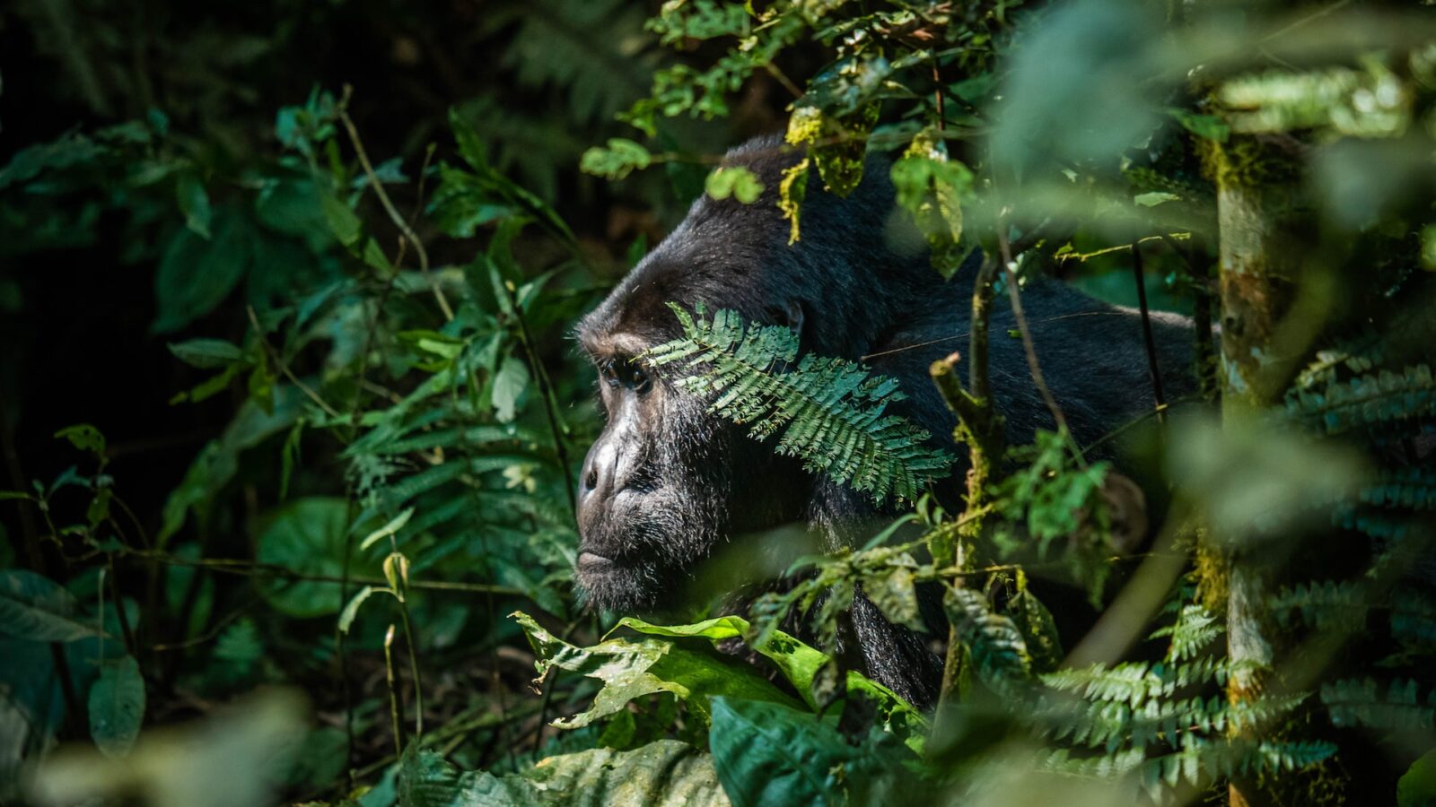 Gorilla Safaris Rwanda Luxury