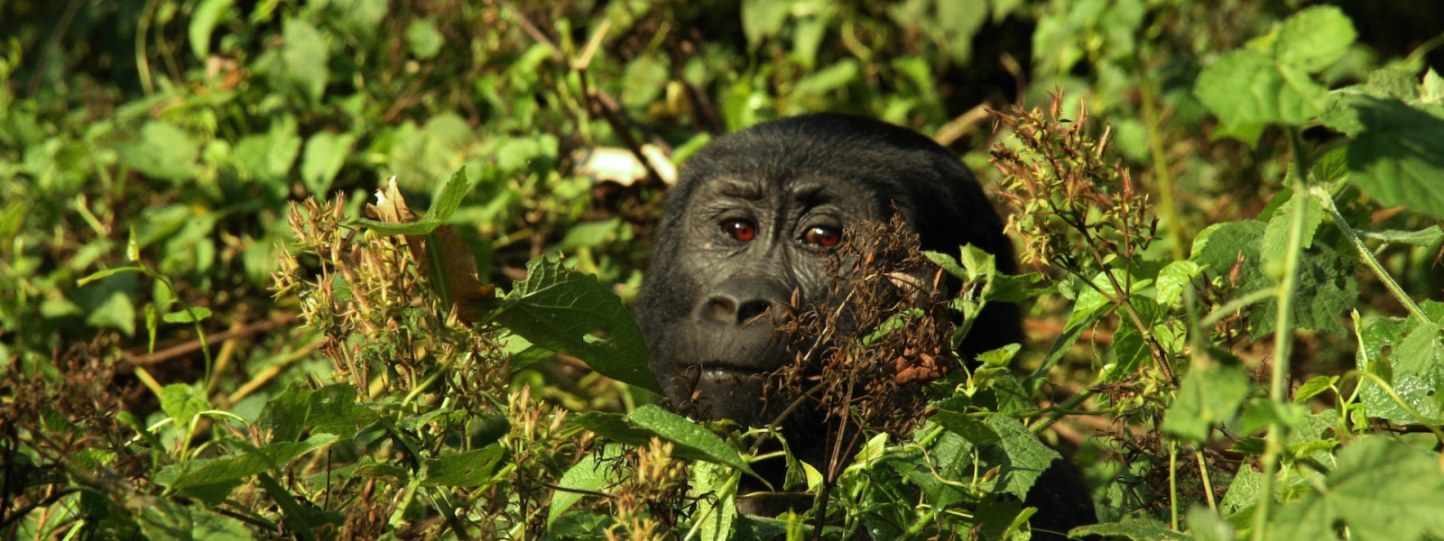 Gorilla Safaris Rwanda Luxury