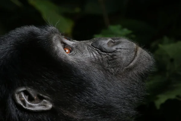 Gorilla Safaris Rwanda Luxury