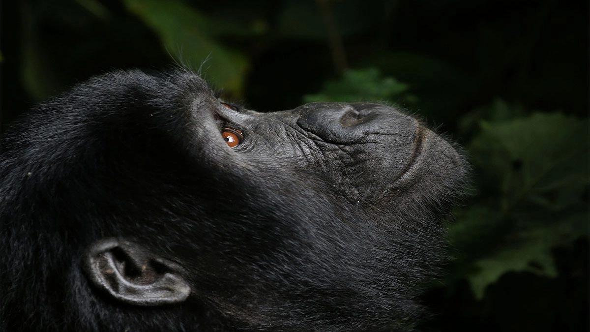 Gorilla Safaris Rwanda Luxury
