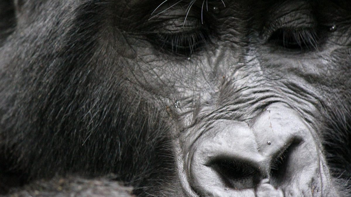 Gorilla Safaris Rwanda Photography