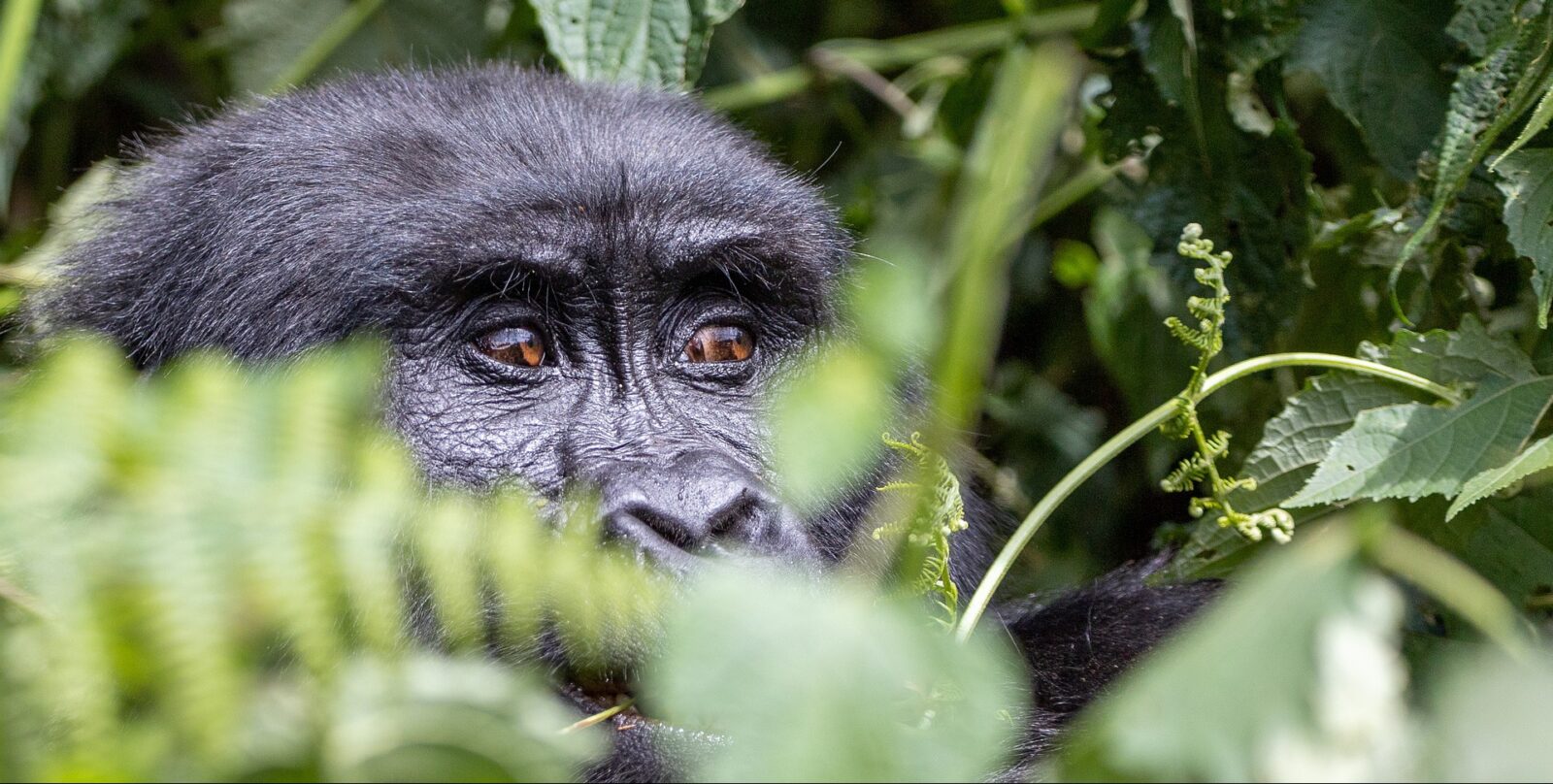 Gorilla Safaris Rwanda Photography