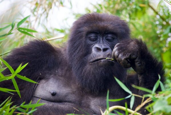 Gorilla Safaris Rwanda Photography
