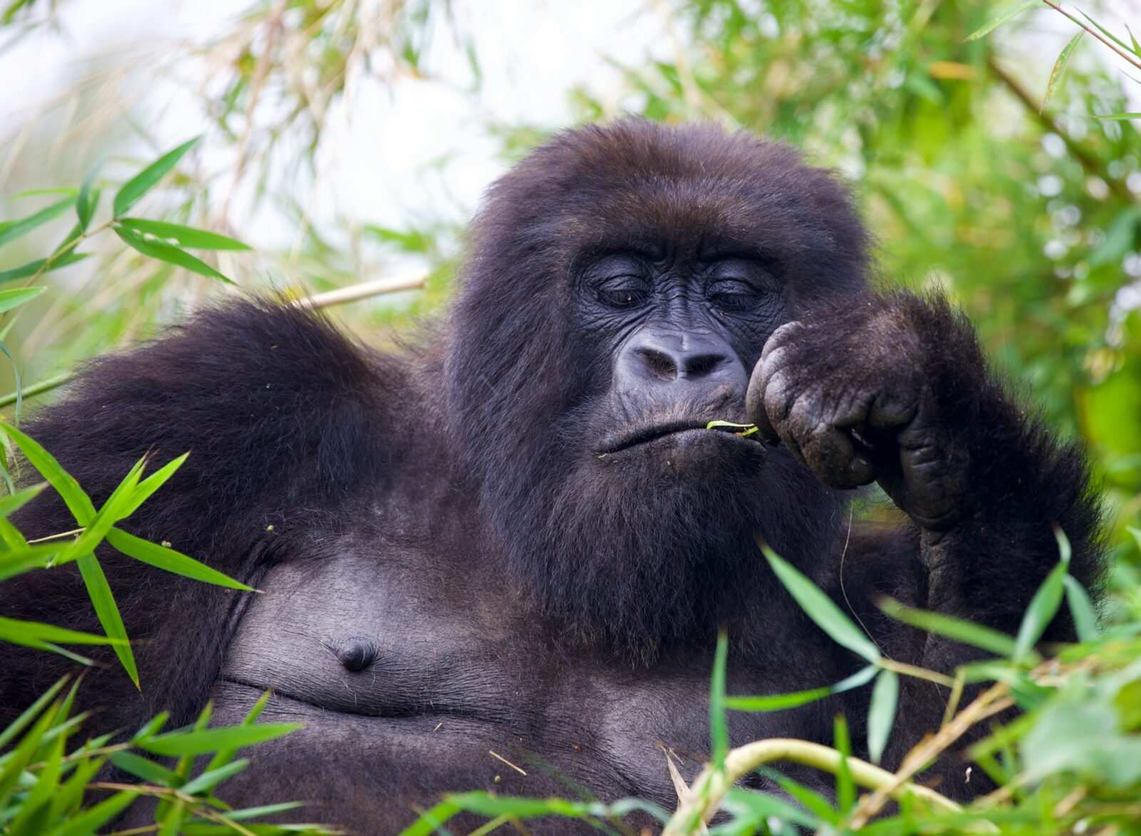 Gorilla Safaris Rwanda Photography