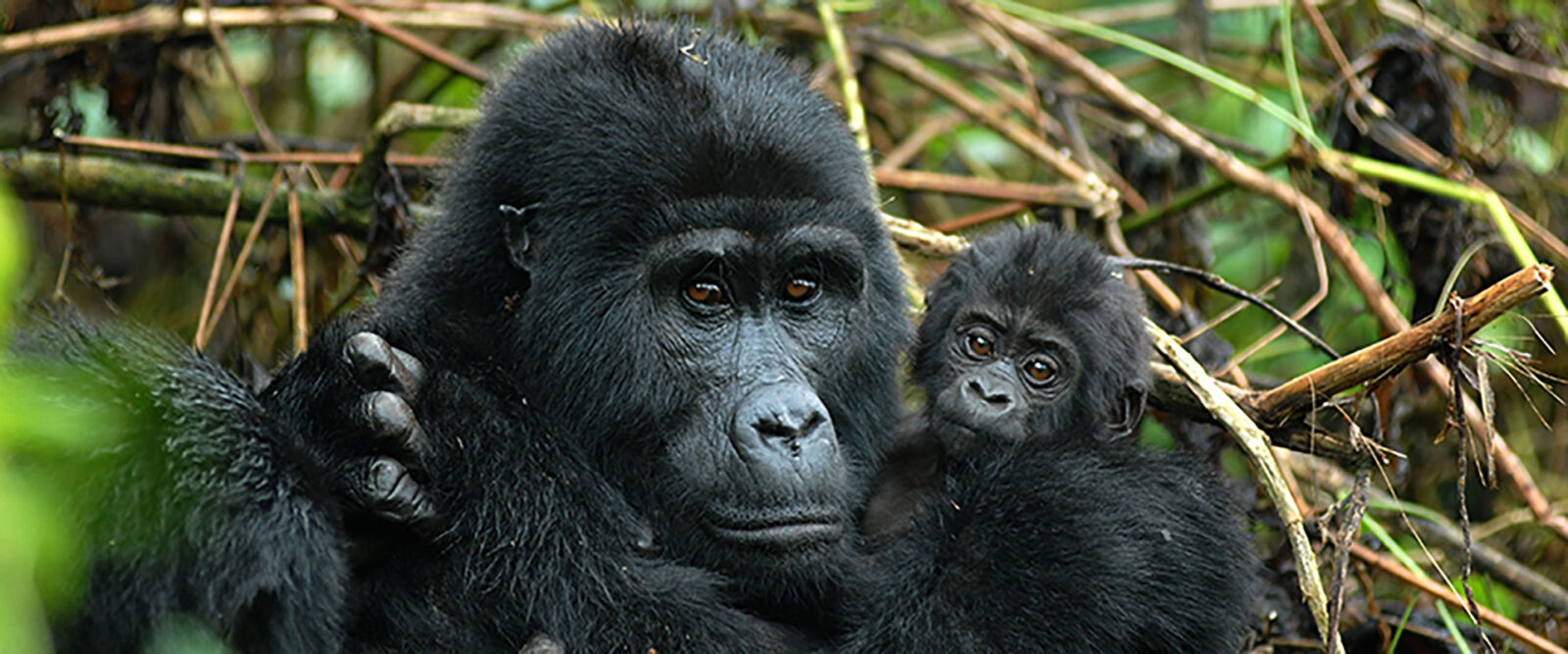 Gorilla Safaris Rwanda Volcanoes National Park