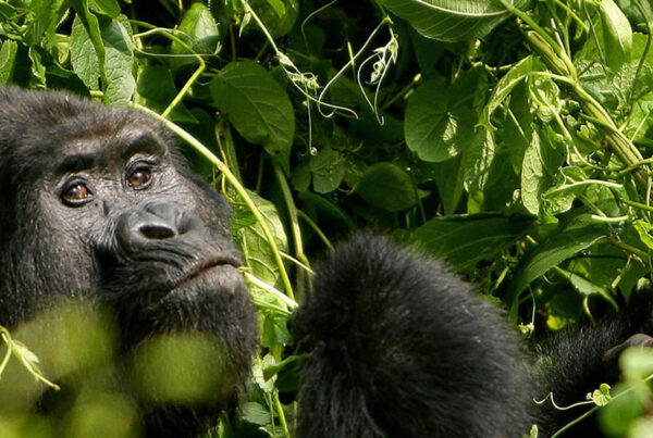 Gorilla Safaris Rwanda Volcanoes National Park