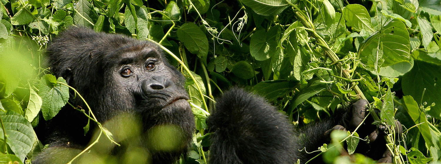Mountain Gorilla View Lodge, Kinigi