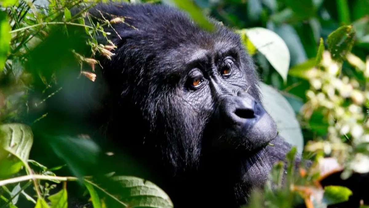 Gorilla Safaris Rwanda Which Family