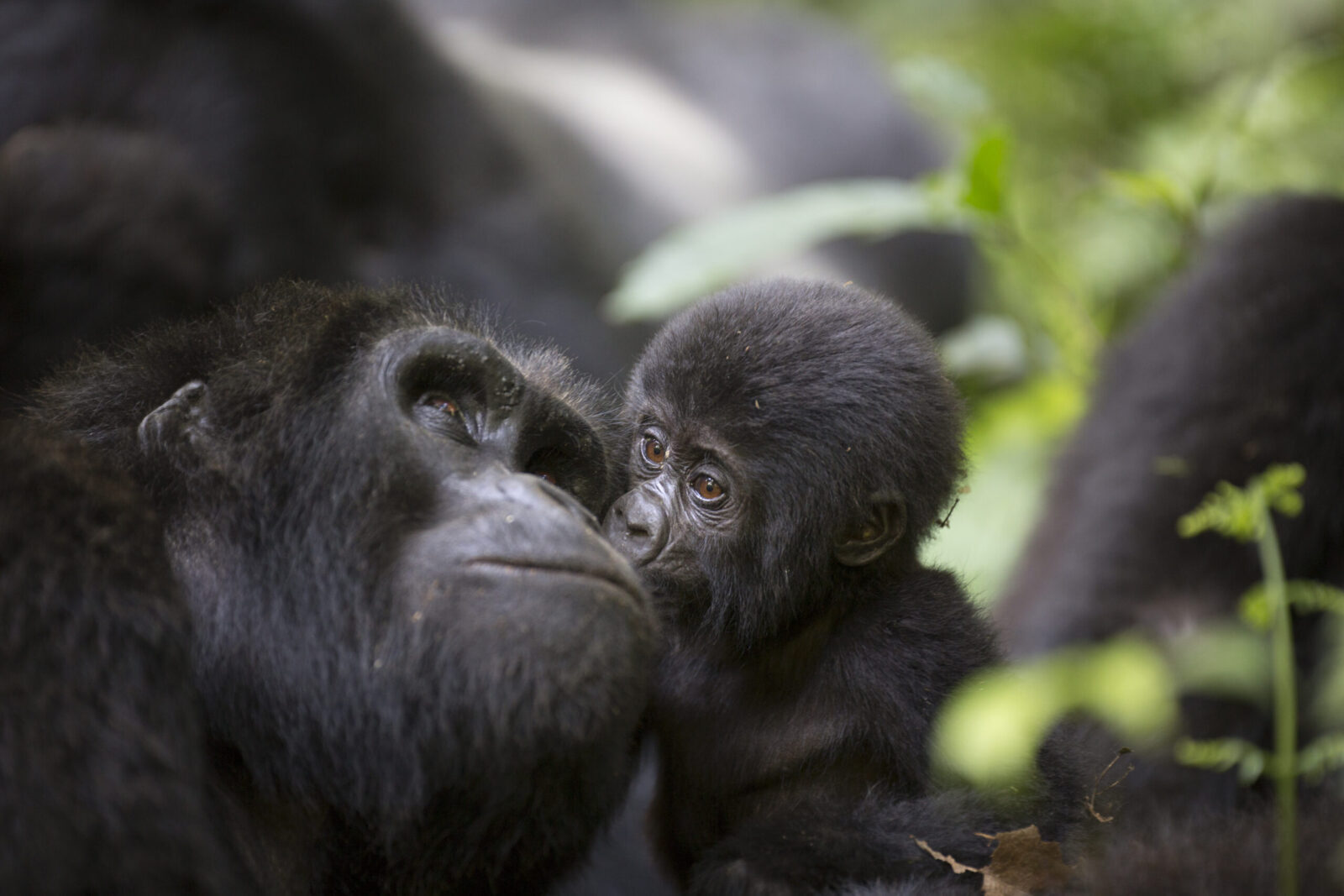 Gorilla Safaris Rwanda Which Family