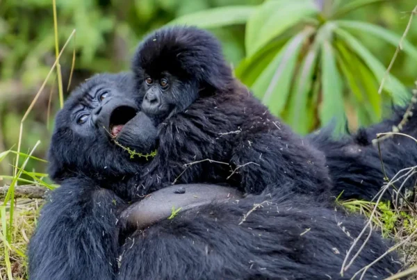 Gorilla Safaris Rwanda Which Family
