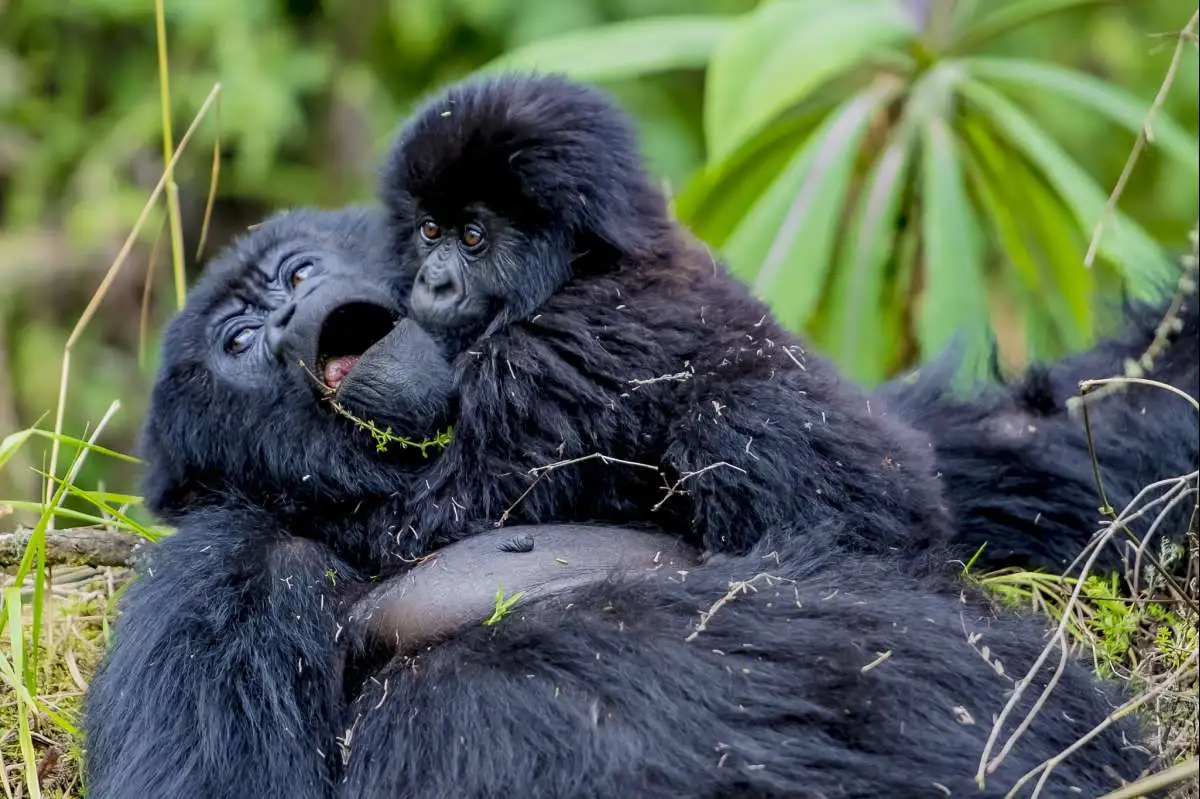 Gorilla Safaris Rwanda Which Family