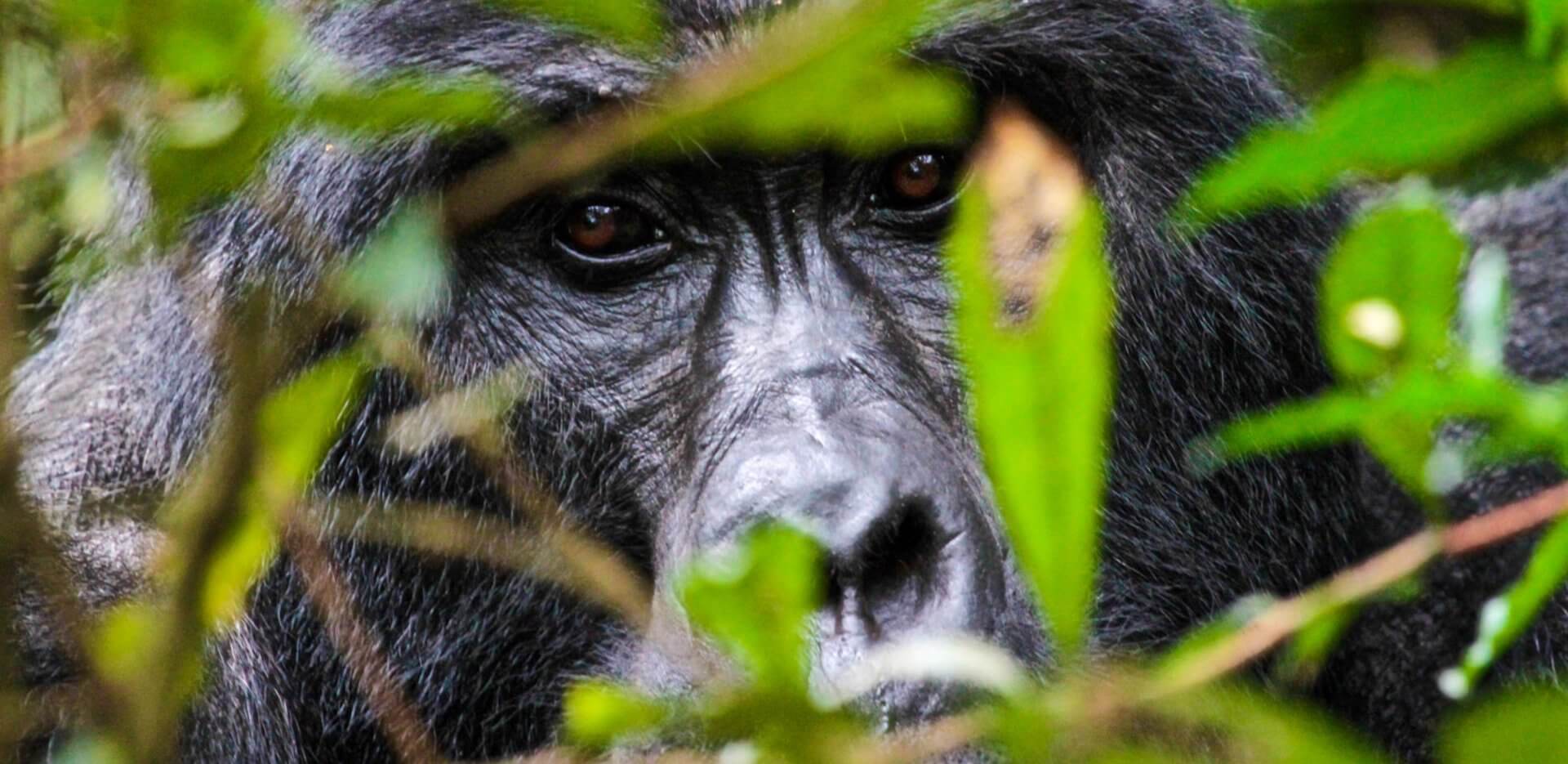 Gorilla Safaris Rwanda for Honeymooners