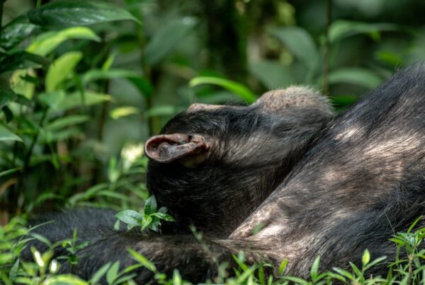 Gorilla Safaris Rwanda for Honeymooners