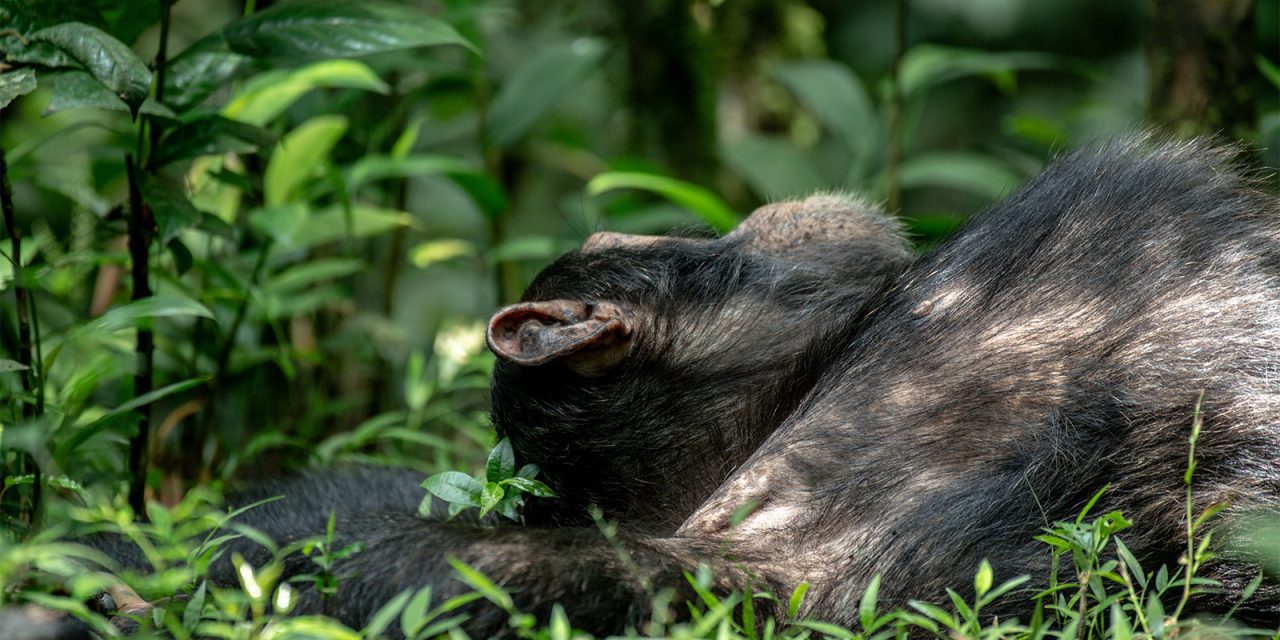 Gorilla Safaris Rwanda for Honeymooners