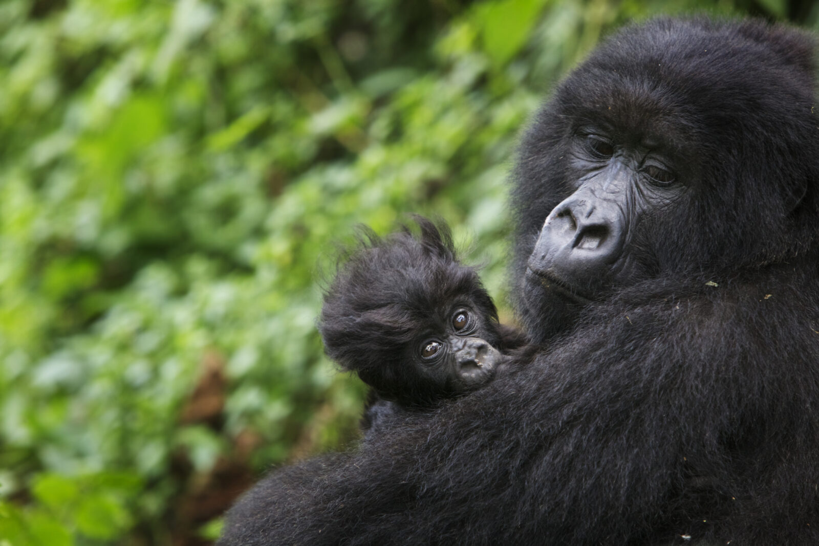 Gorilla Safaris Rwanda for Honeymooners