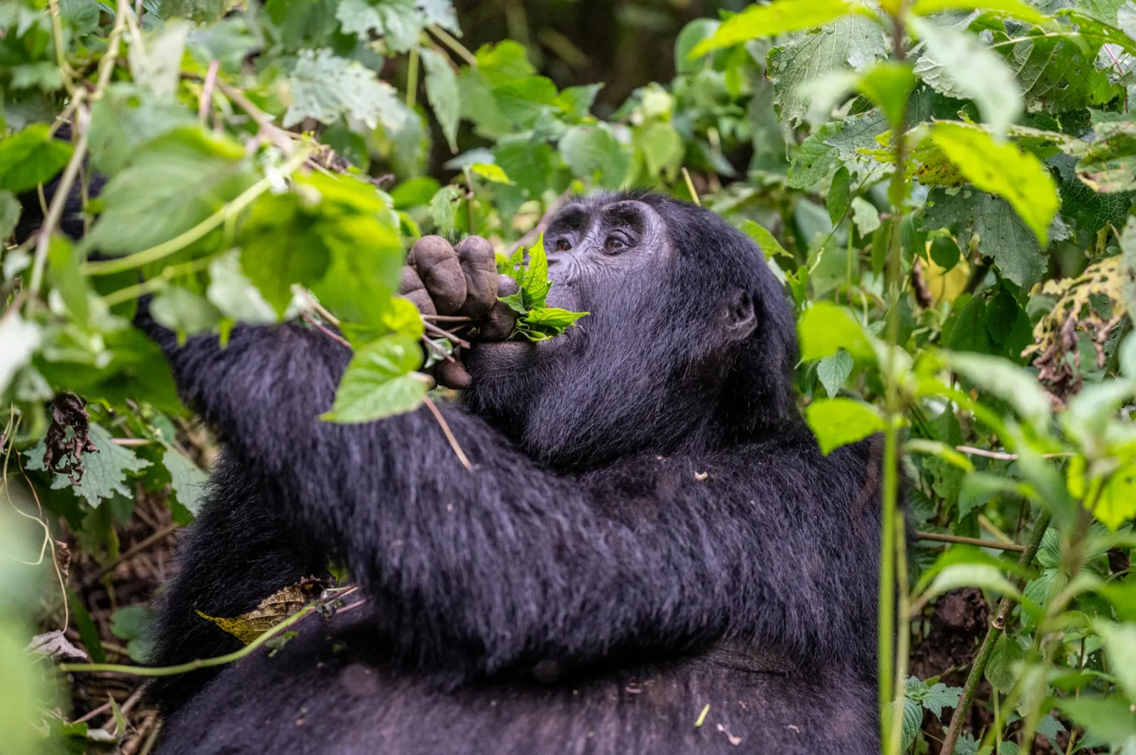 Gorilla Safaris Rwanda vs Uganda