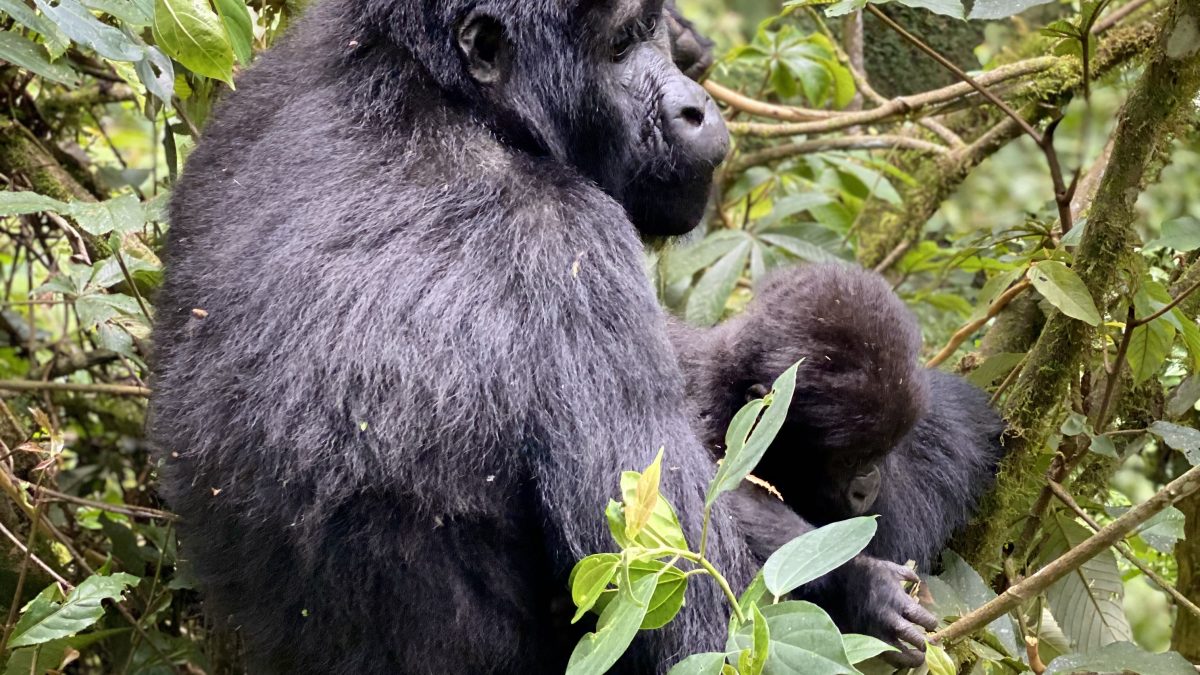 Gorilla Safaris Rwanda vs Uganda