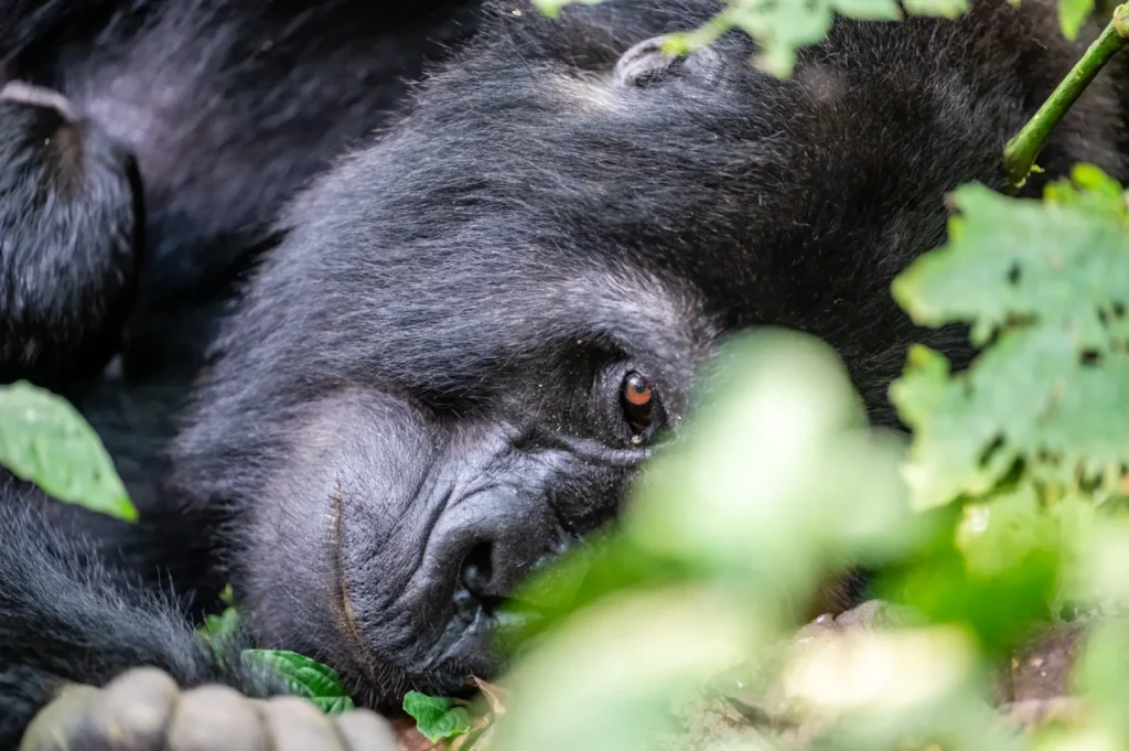 Gorilla Safaris Rwanda vs Uganda