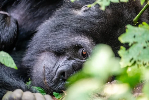 Gorilla Safaris Rwanda vs Uganda