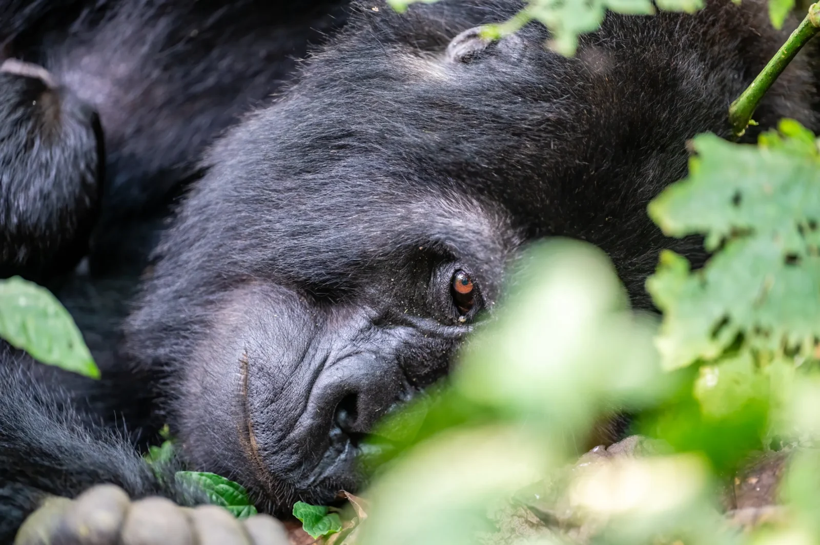 Gorilla Safaris Rwanda vs Uganda