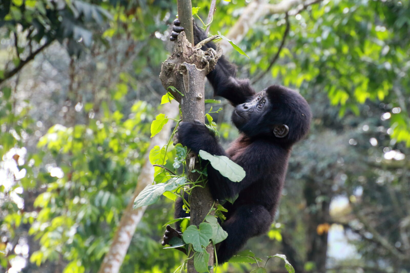 Silverback Lodge, Buhoma