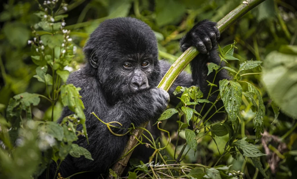 Gorilla Safaris Uganda Rushaga