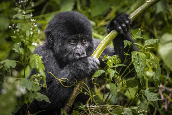 Gorilla Safaris Uganda Rushaga
