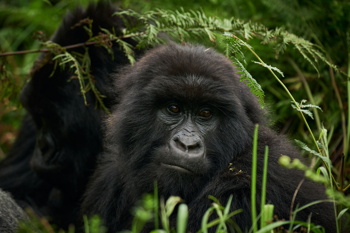 Gorilla Safaris Virunga National Park
