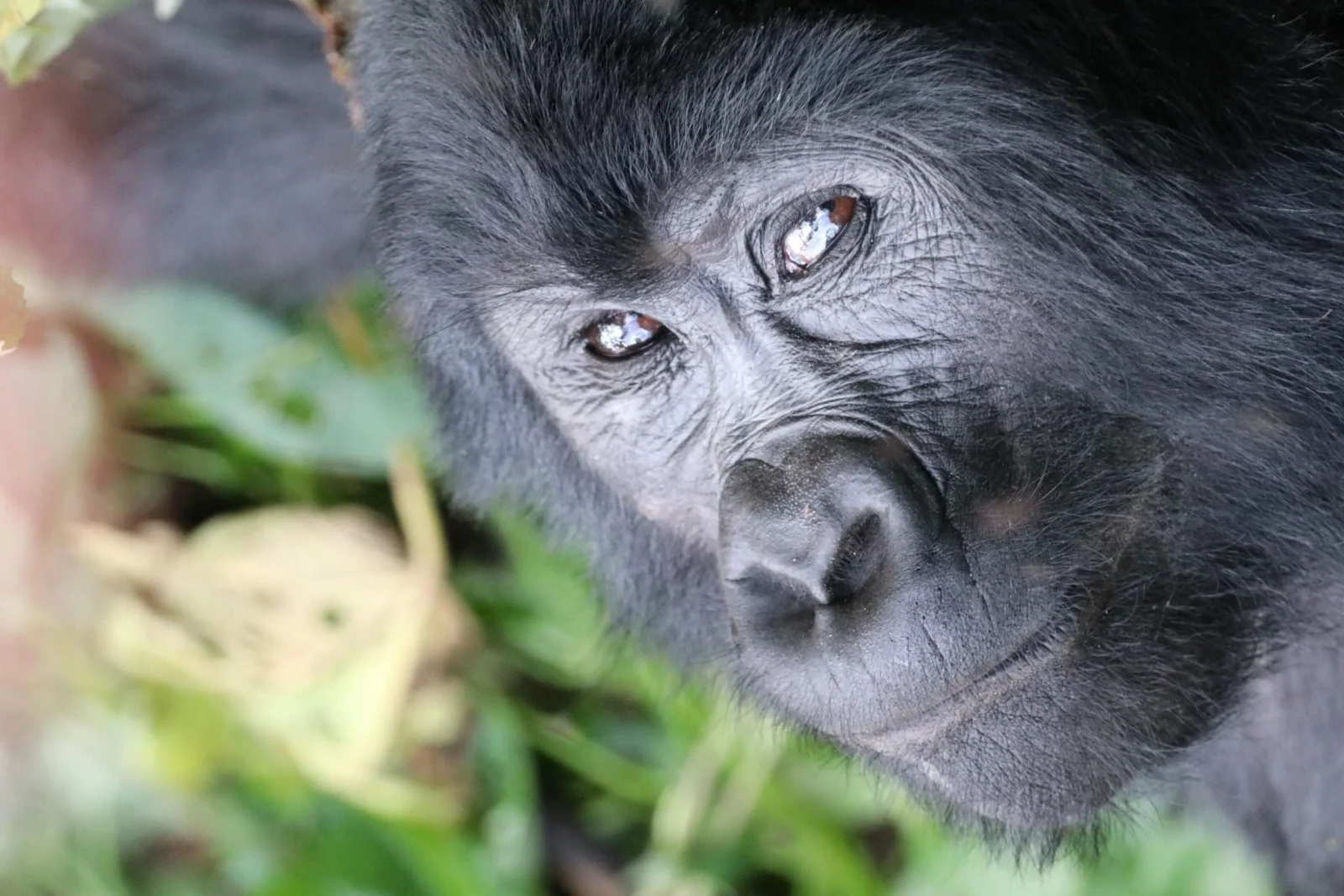 Gorilla Safaris Virunga National Park
