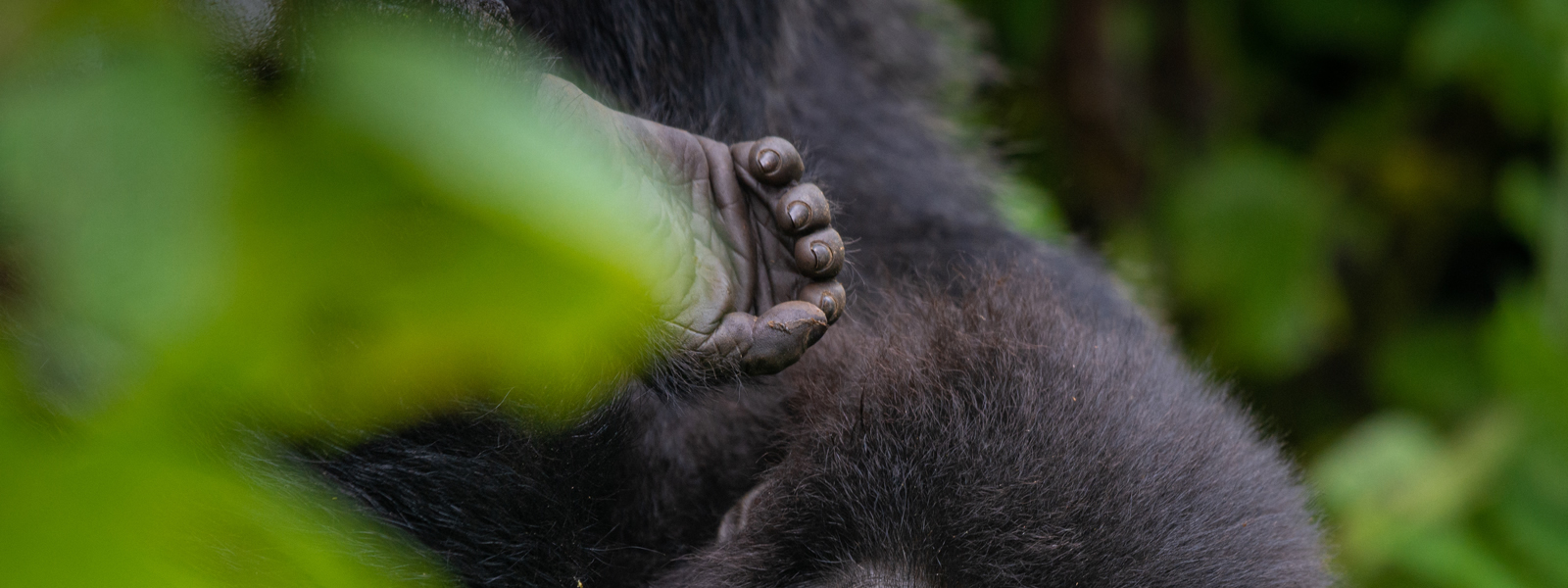 Gorilla Safaris Virunga National Park
