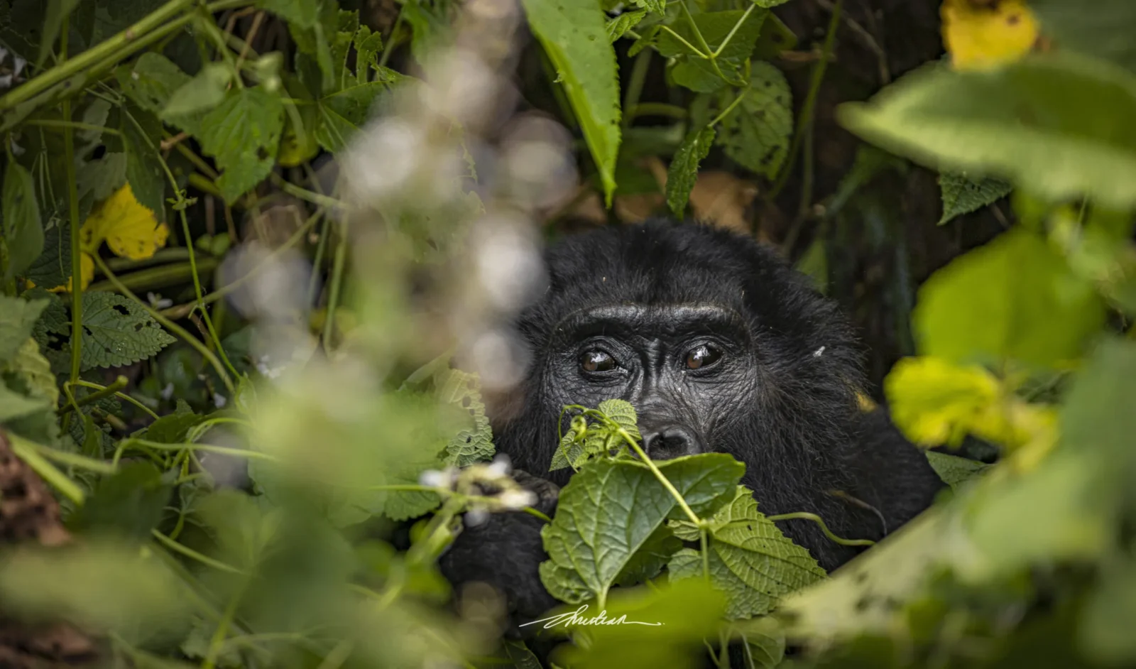 Gorilla Safaris for Families: Age Rules, Lodges, and Planning Tips