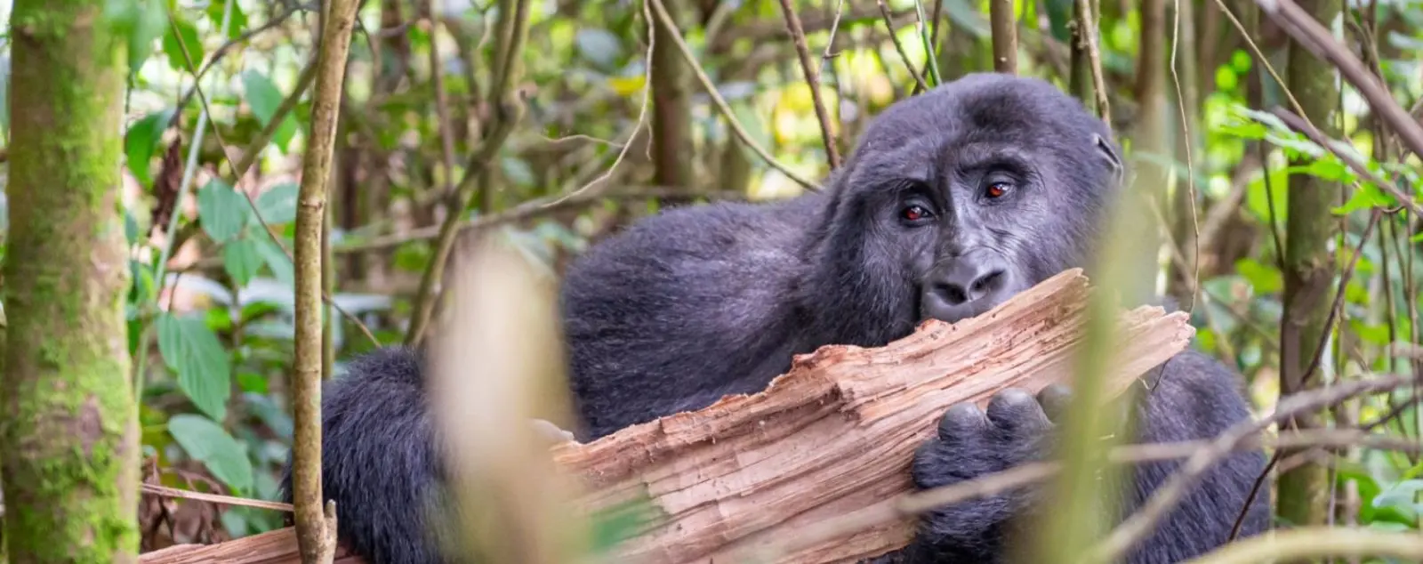 Gorilla Safaris vs Other African Safaris