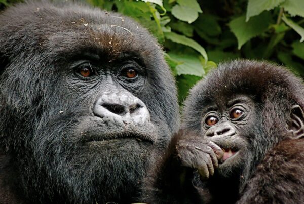 Gorilla safaris in Rwanda