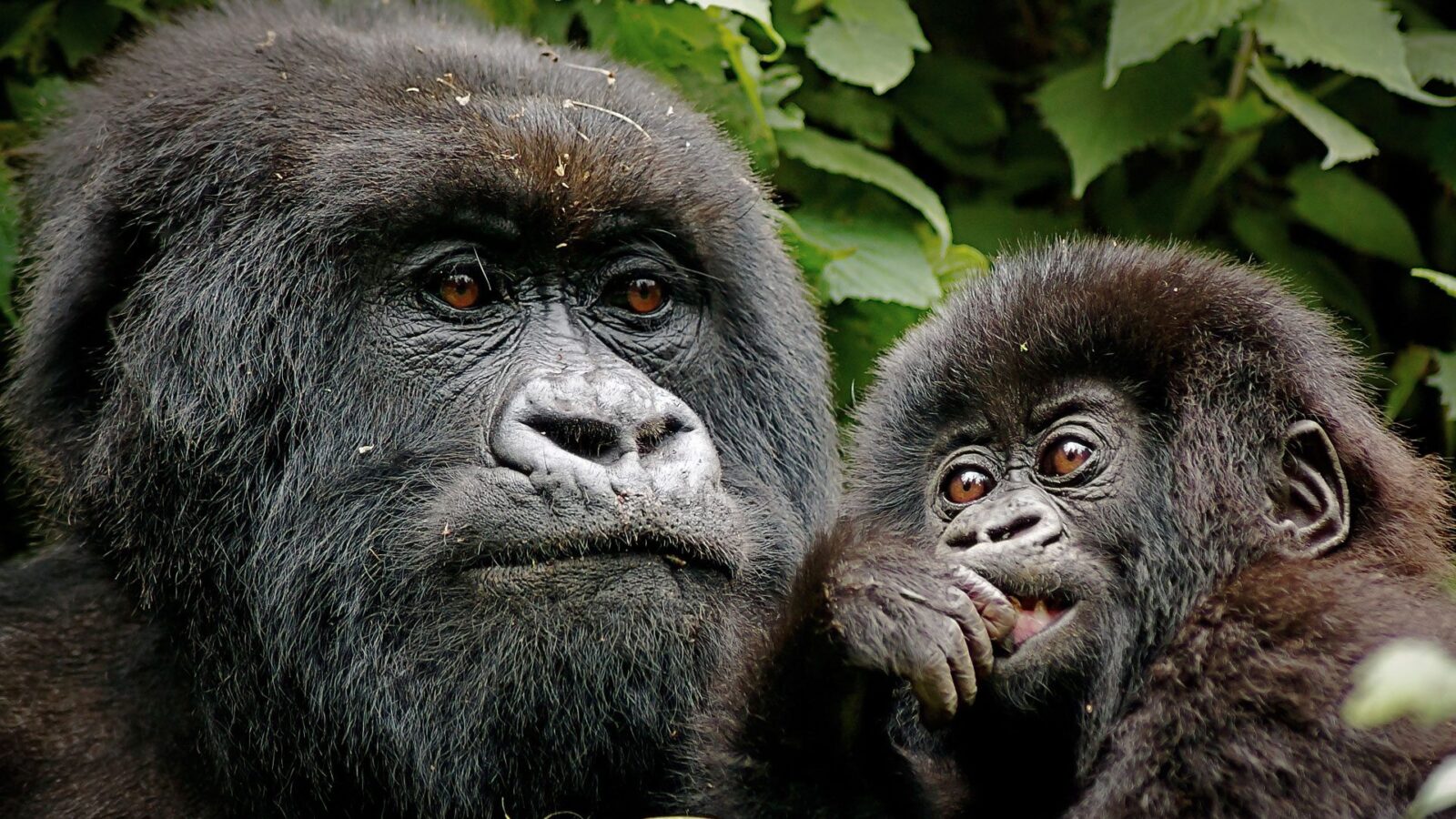 Gorilla Safaris Rwanda: The $1,500 Experience Explained