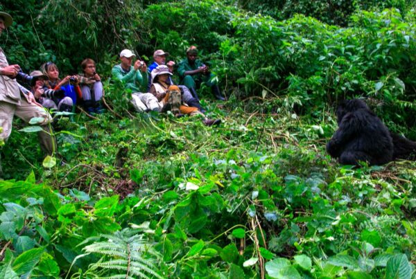 Gorilla Safaris Uganda for Australians