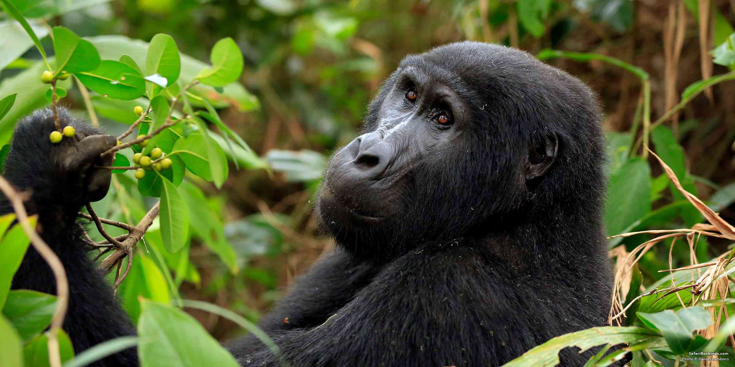 Gorilla Trekking for Easter Holidays