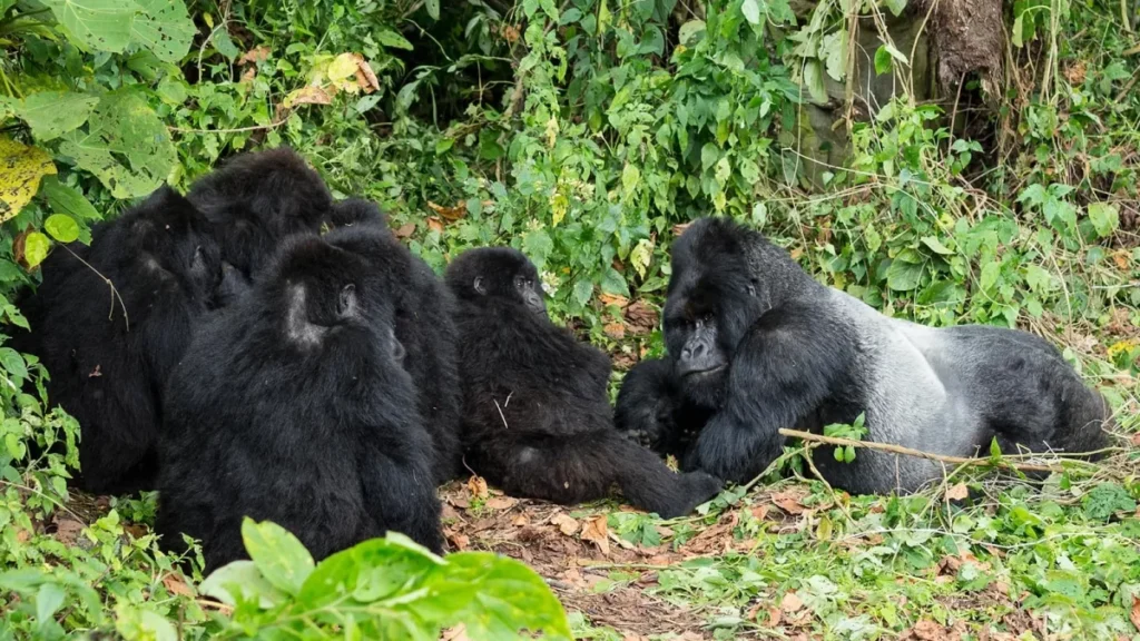 Gorilla Safaris Uganda Domestic Flights