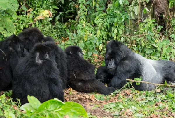 Gorilla Safaris Uganda Domestic Flights