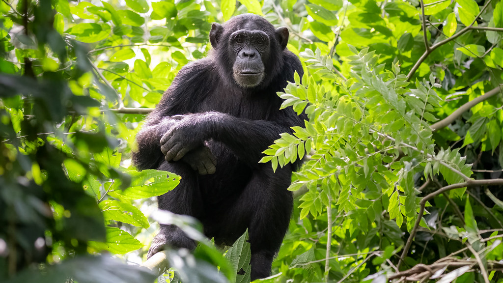 Primate Lodge Kibale, Kibale