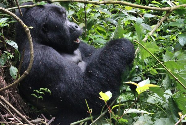 Gorilla Safaris Uganda Visa 2026