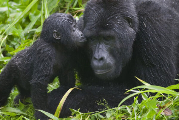 A 10- to 14-day gorilla safari provides a comprehensive, immersive journey through some of East Africa’s most remarkable landscapes and ecosystems.