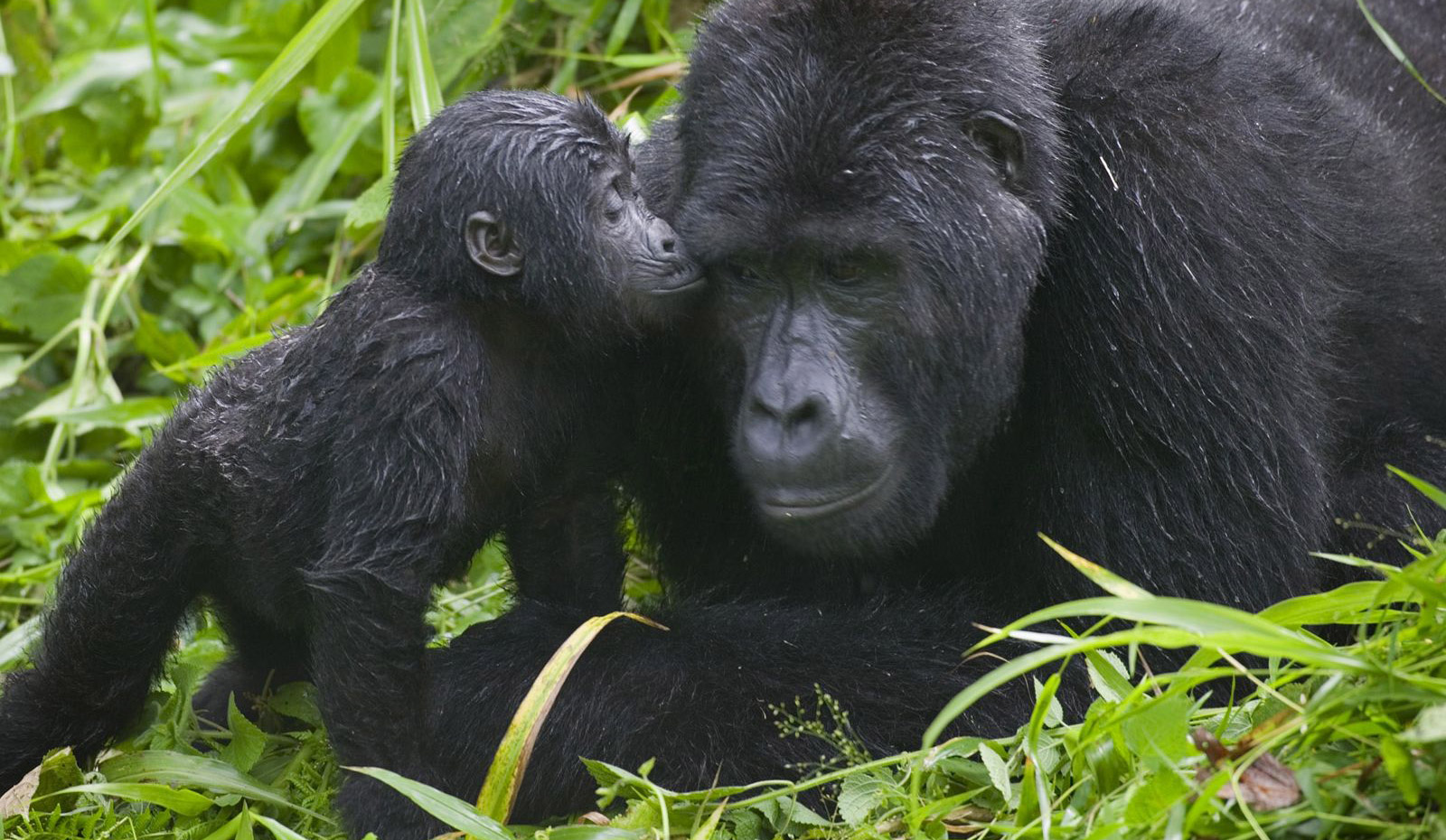 Gorilla Safaris Extended: 10-14 Day Grand East Africa Itineraries