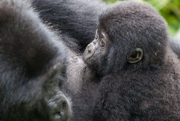 Gorilla Safaris Uganda for Americans