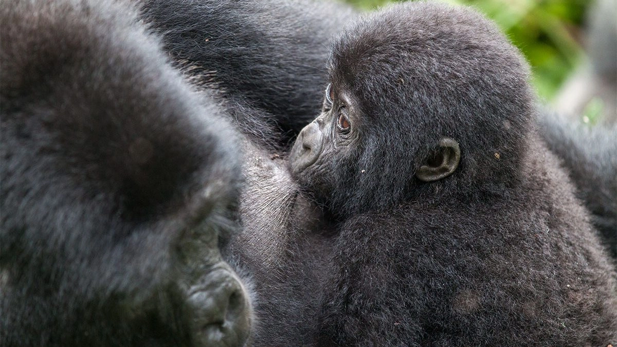 Gorilla Safaris Uganda for Americans