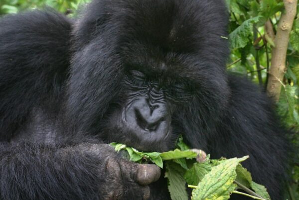 Gorilla Safaris Uganda Mgahinga