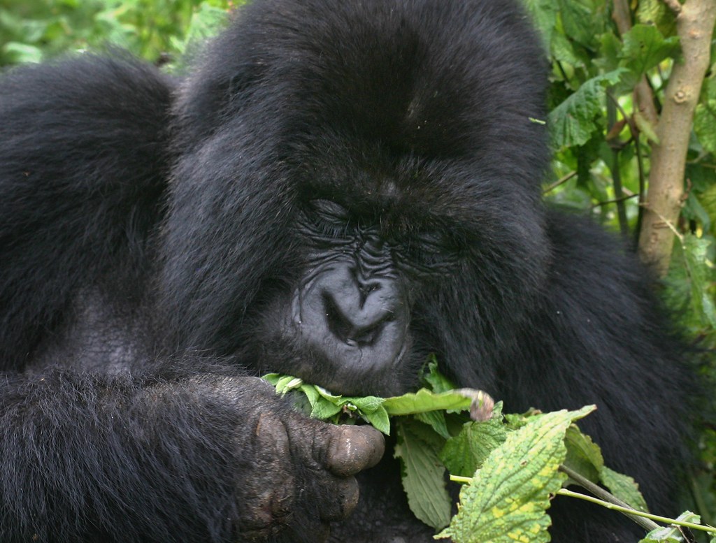 Gorilla Safaris Uganda Mgahinga