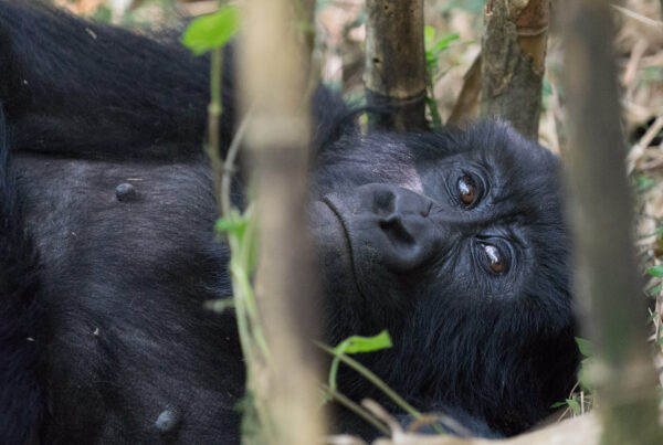 A gorilla safari in 2026 requires careful budgeting to cover permits, accommodation, transport, and optional activities.