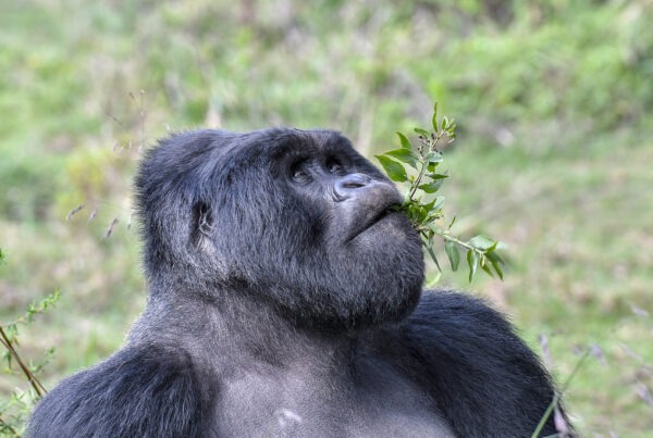 Gorilla Safaris Uganda 3 Days