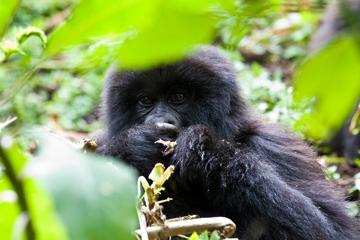 Gorilla Safaris Dry Season: June to September Peak Season Guide