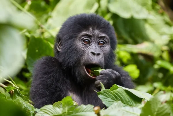 Private Gorilla Safaris